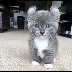 Meet your Posher, Joy